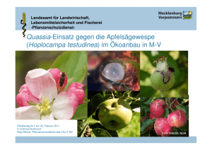 Quassia-Einsatz gegen die Apfelsägewespe (Hoplocampa