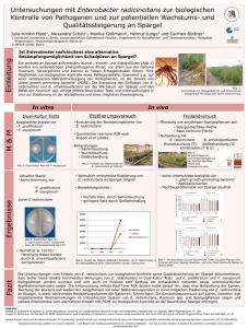 Untersuchungen zur Nutzung von Enterobacter radicincitans zur