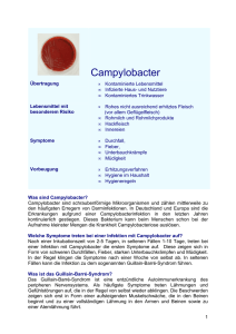 Campylobacter - Laves