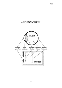 AUGENMODELL