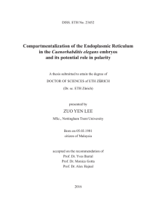 Compartmentalization of the Endoplasmic - ETH E