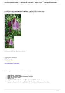 Campanula punctata `Rubriflora - Cottage