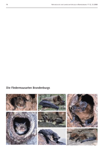 Fledermausarten Brandenburgs