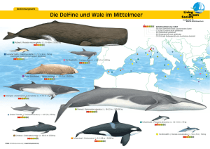 Die Wale und Delfine im Mittelmeer