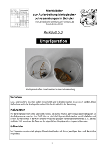 Umpräparation - Biologische Lehrsammlung Uni Konstanz
