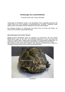 Verletzungen bei Landschildkröten - Schildkrötenstammtisch Rhein