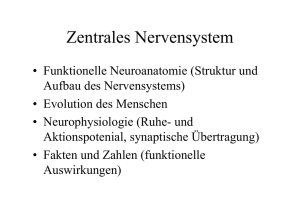 Zentrales Nervensystem