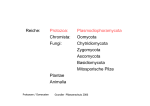 Reiche: Protozoa: Plasmodiophoramycota Chromista: Oomycota