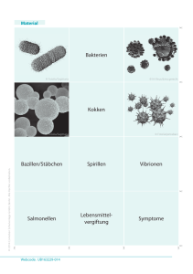 Bakterien Kokken Bazillen/Stäbchen Spirillen Vibrionen