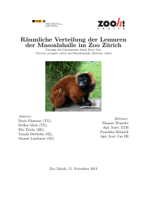 Räumliche Verteilung der Lemuren der Masoalahalle im Zoo Zürich
