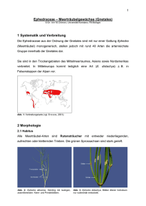 Ephedraceae – Meerträubelgewächse (Gnetales)