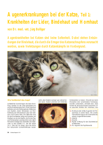 Augenerkrankungen bei der Katze, Teil 1