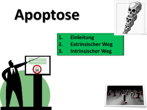 Apoptose apoptose