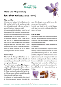für Safran-Krokus (Crocus sativus)