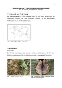 Welwitschiaceae – Welwitschiengewächse (Gnetales)