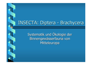 INSECTA: Diptera - Brachycera
