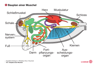 Schließmuskel Schale Darm Fort- pflanzungs- organ Aus