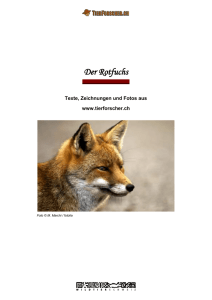 Fuchs - Tierforscher.ch