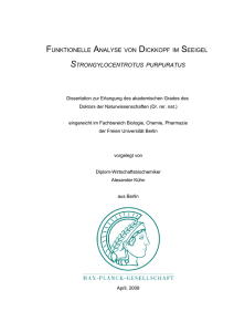 Funktionelle Analyse des Kopforganisators Dickkopf im Seeigel S