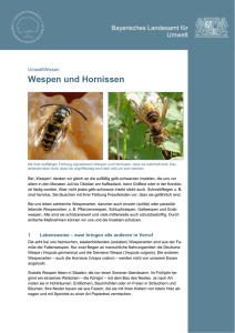 Wespen und Hornissen - Landkreis Traunstein