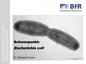 Schwerpunkt Escherichia coli - Nationale Forschungsplattform für