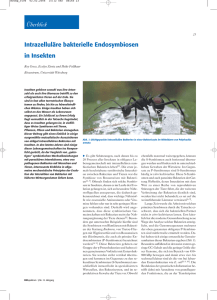 Intrazelluläre bakterielle Endosymbiosen in Insekten