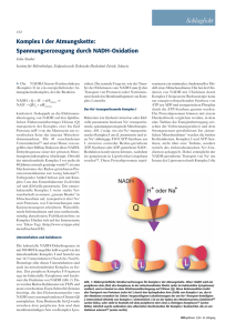 Spannungserzeugung durch NADH- Oxidation