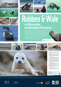 Poster Meeressäuger - Wadden Sea World Heritage