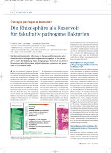 Die Rhizosphäre als Reservoir für fakultativ pathogene Bakterien