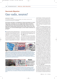 Quo vadis, neuron?