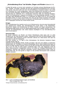 „Schmallenberg-Virus“ bei Schafen, Ziegen und Rindern (Stand 6.2