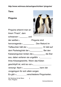 Tiere: Pinguine Pinguine erkennt man an ihrem "Frack", dem