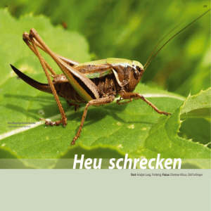 Heu schrecken - Osterzgebirge.org