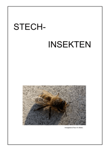 stech- insekten - (Imker) Esslingen