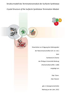 Strukturmodell des Terminationsmoduls der Surfactin Synthetase