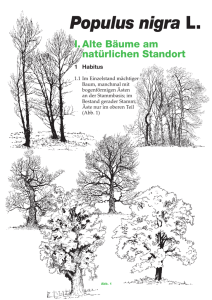 Populus nigra L.