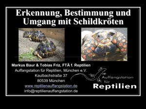 Erkennung, Bestimmung und Umgang mit Schildkröten Markus Baur