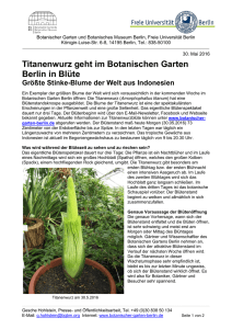 Titanenwurz geht im Botanischen Garten Berlin in Blüte Größte
