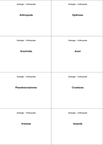 Zoologie – Arthropoda