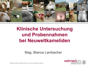 B.Lambacher (1/2015) - Klinische Untersuchung und