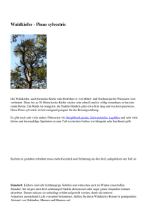 Waldkiefer - Pinus sylvestris