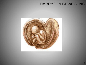 embryo in bewegung