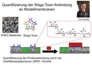 Quantifizierung der Shiga Toxin Anbindung an Modellmembranen