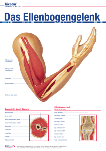 Querschnitt durch Oberarm Ellenbogengelenk (Ansicht ventral)