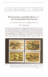 Welwitschia mirabilis HOOK. f. — ein botanisches Kuriosum!