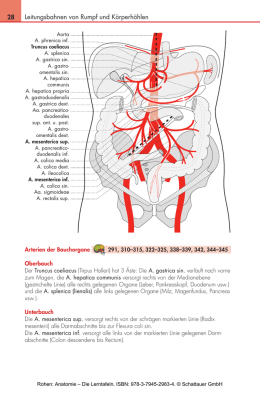 Übersicht Verdauung