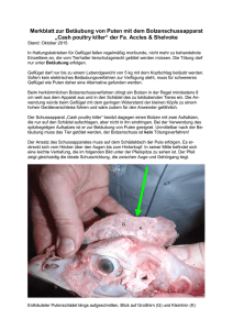 Merkblatt: Betäubung von Puten mit dem Bolzenschussapparat