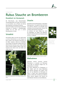 Rubus Stauche an Brombeeren