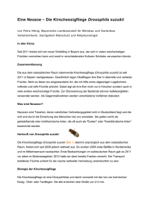 Eine Neozoe – Die Kirschessigfliege Drosophila suzukii