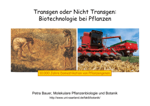 Transgen oder Nicht Transgen: Biotechnologie bei Pflanzen